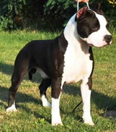 CH. LORD OF THE STAFFS BEST PLAYMATE (IMP SERB)