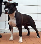 BISS Aust Ch Zican's Impressive Mr Doc &nbsp;(IMP SWD)