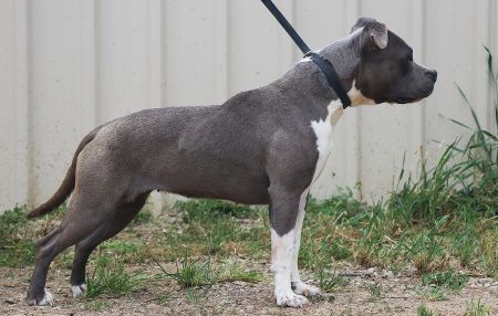 DDDawgs Aphrodite