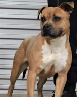 DDDawgs Lifes A Beach