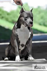 INTER MULTI CH. IMPERIAL GURU Red Pearl In Ginger (IMP POL)