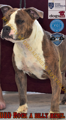 DDDAWGS ROCK A BILLY REBEL
