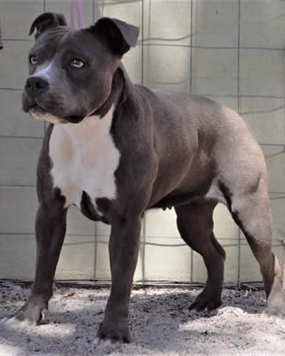 DDDawgs Two Worlds Collide