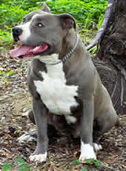 Bellamon Babbling Babs