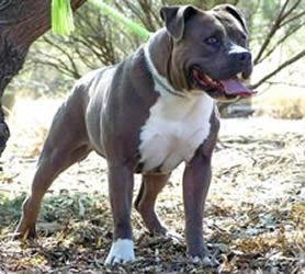 Bellamon Twisted Tess