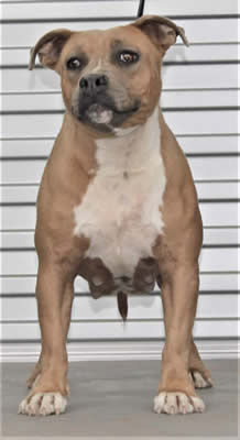 DDDawgs Dream Catcher