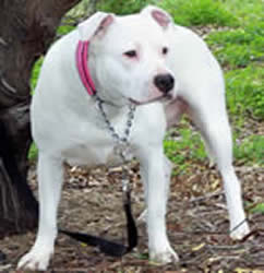 Immortalz Sassy Sally