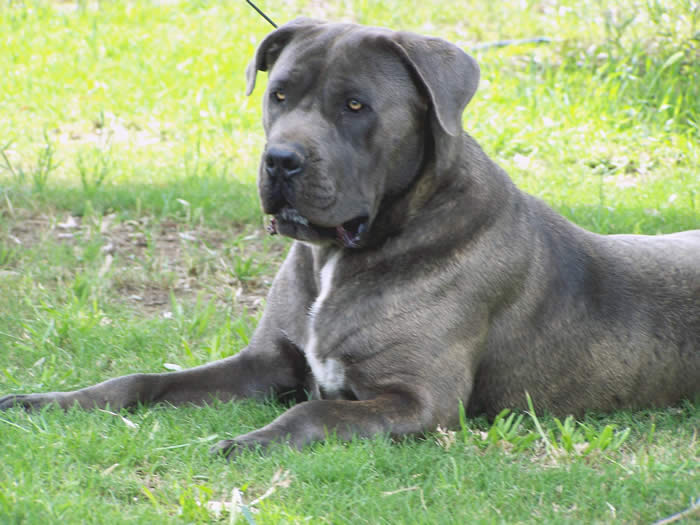 DDD Cane Corsos