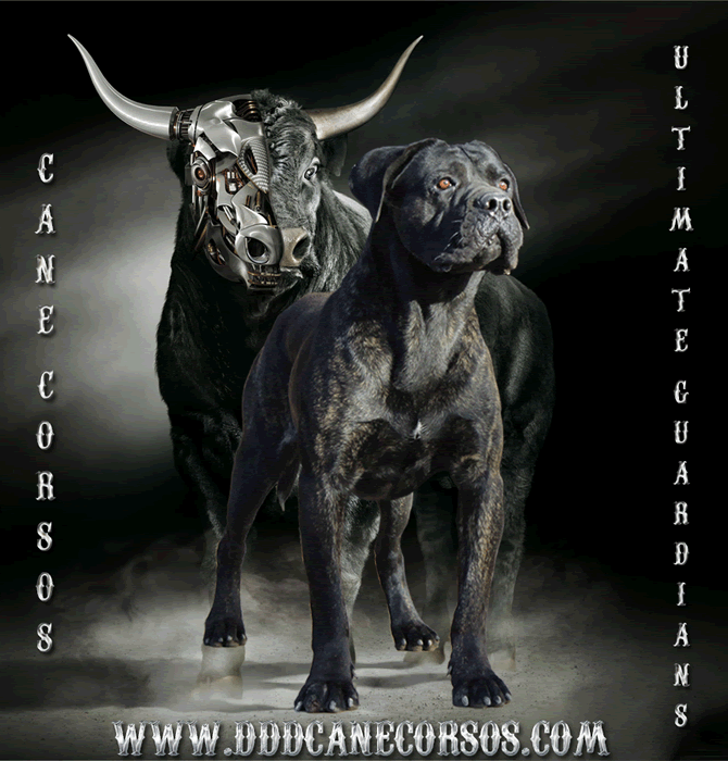 DDD Cane Corsos