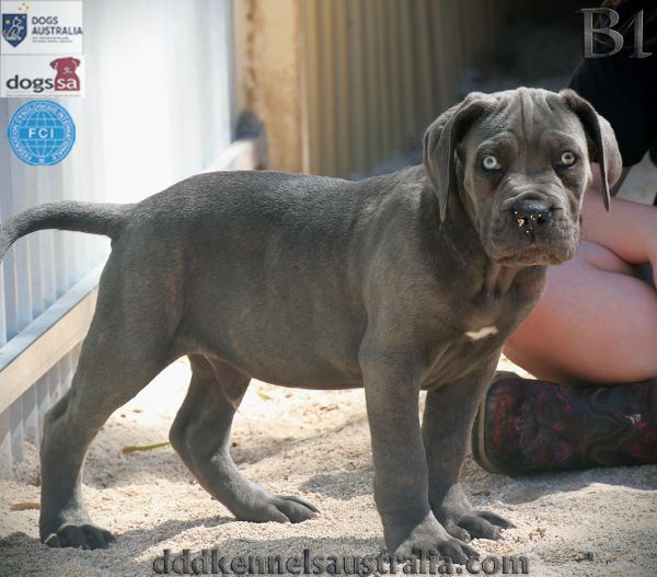 ankc fci pedigree jet black brindle Cane Corso male available for sale