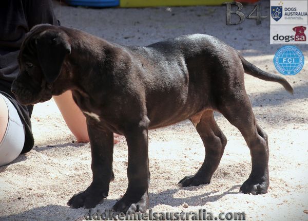 ankc fci pedigree jet black brindle Cane Corso male available for sale