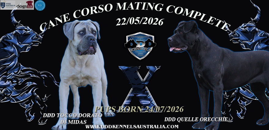 DDD TOCCO DORATO DI MIDAS X DDD QUELLE ORECCHIE PEDIGREE
