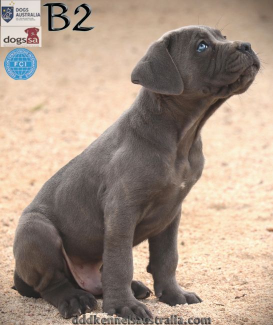 ankc fci pedigree jet black brindle Cane Corso male available for sale