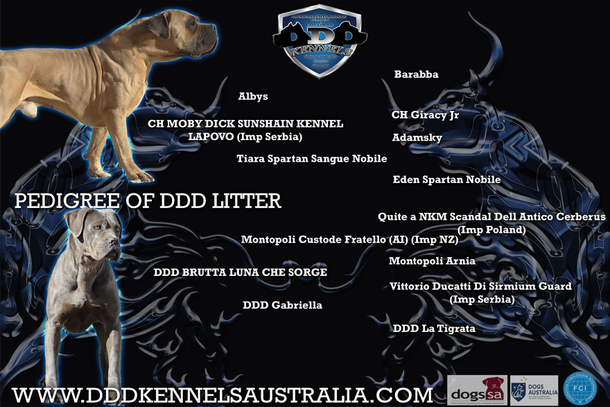 MOBY DICK SUNSHAIN KENNEL LEPAVO X DDD BRUTTA LUNA CHE SORGE pedigree