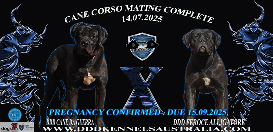 DDD CANE DA GUERRA X DDD FEROCE ALLIGATIRE pregnancy confirmed