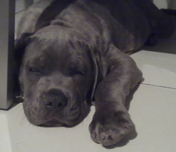 Cane Corsos Bred By Us