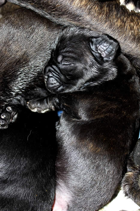 Cane Corsos Bred By Us