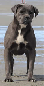 Cane Corsos Bred By Us