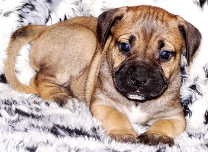 Cane Corsos Bred By Us