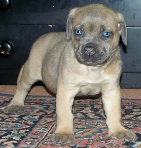 Cane Corsos Bred By Us