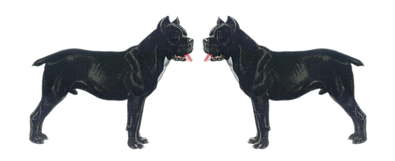 ITALIAN CORSO DOG (Cane Corso Italiano)