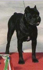 Anteo Di Casa Cesaro