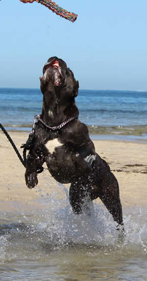 Vittorio Ducatti Di Sirmium Guard Serbian Import