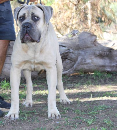 DDDawgs Tocco Dorato Di Midas