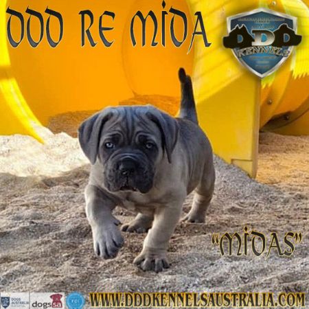 DDDawgs Tocco Dorato Di Midas