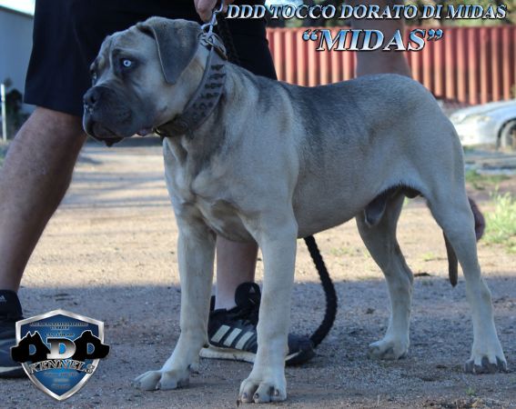 DDDawgs Tocco Dorato Di Midas