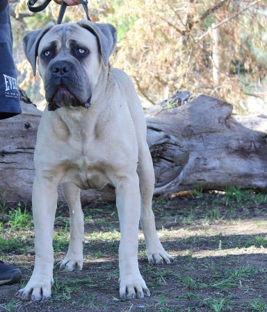 DDDawgs Tocco Dorato Di Midas