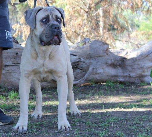 DDDawgs Tocco Dorato Di Midas