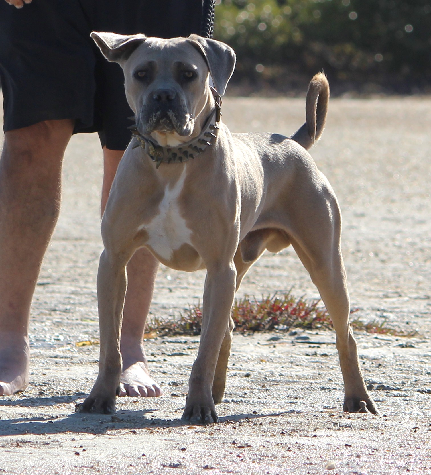 DDD OPERATARE FLUIDO