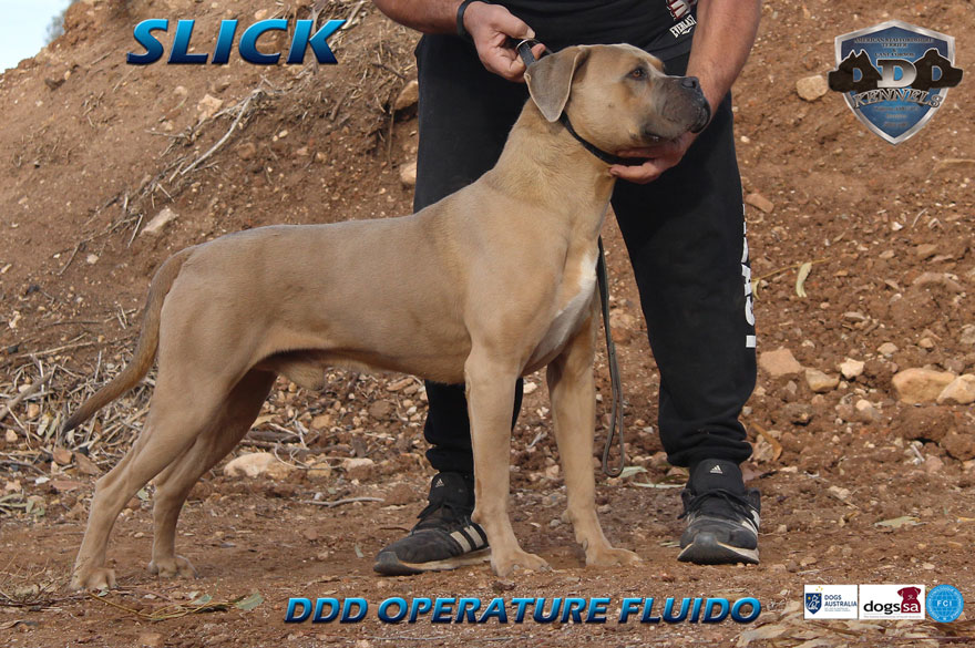 DDD OPERATARE FLUIDO