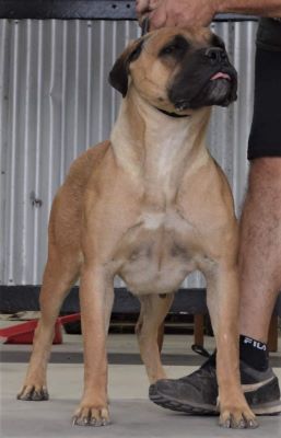 SOELLCRAFT WHICH WITCH