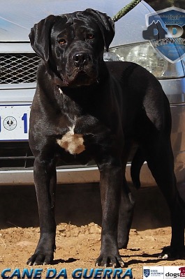 DDDAWGS CANE DA GUERRA