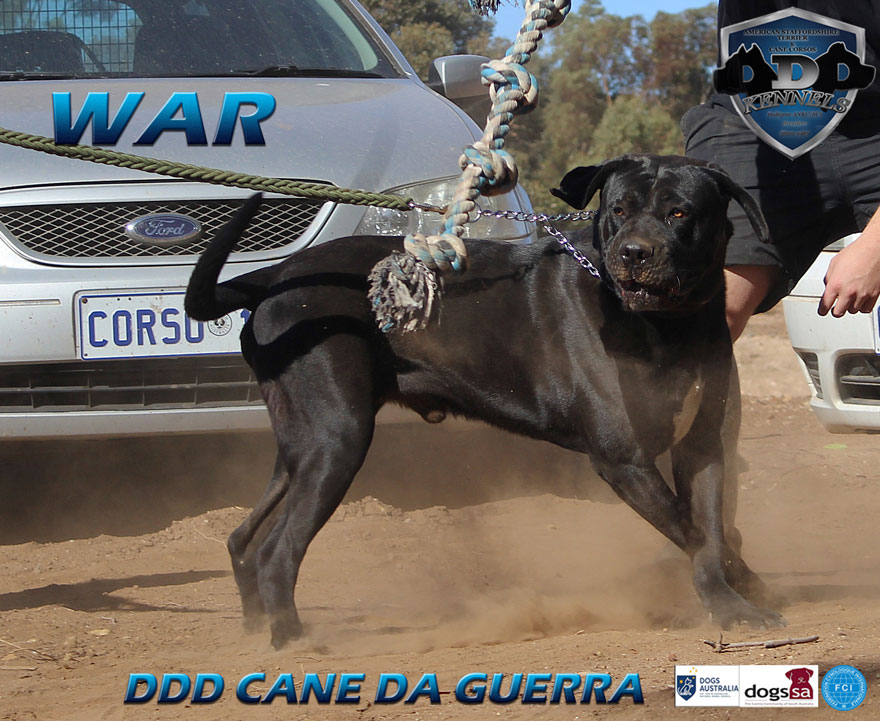 DDD CANE DA GUERRA