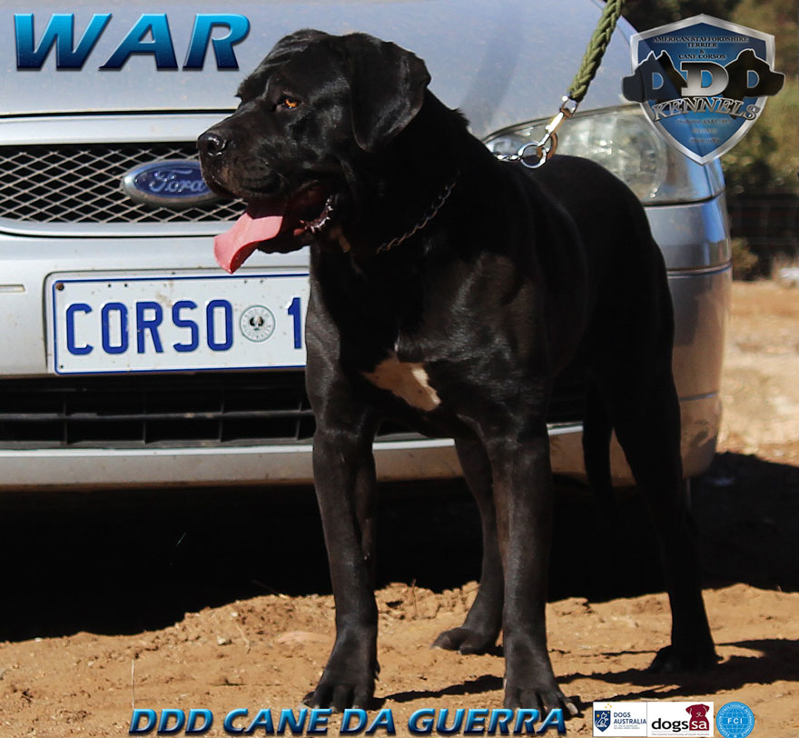 DDD CANE DA GUERRA