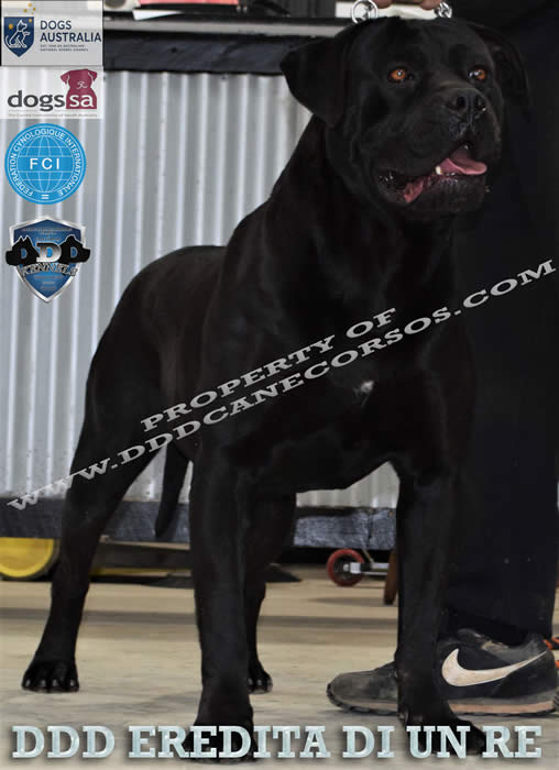 DDD Eredita Di Un Re