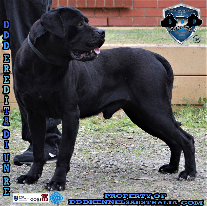 DDD EREDITA DI UN RE &nbsp; Aka (LEGACY)