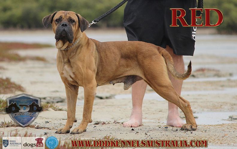 DDD Cane Rosso