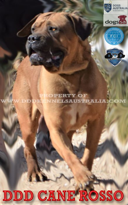 DDD Cane Rosso