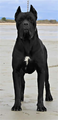 ROCCO SF SIRMIUM GUARD (IMP SERB)