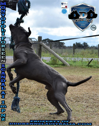 Montopoli Forseen Scandal (AI) Imp NZ