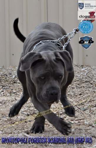 Montopoli Forseen Scandal (AI) Imp NZ