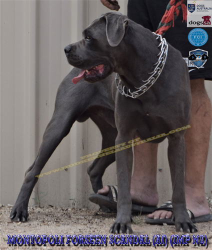 Montopoli Forseen Scandal (AI) Imp NZ