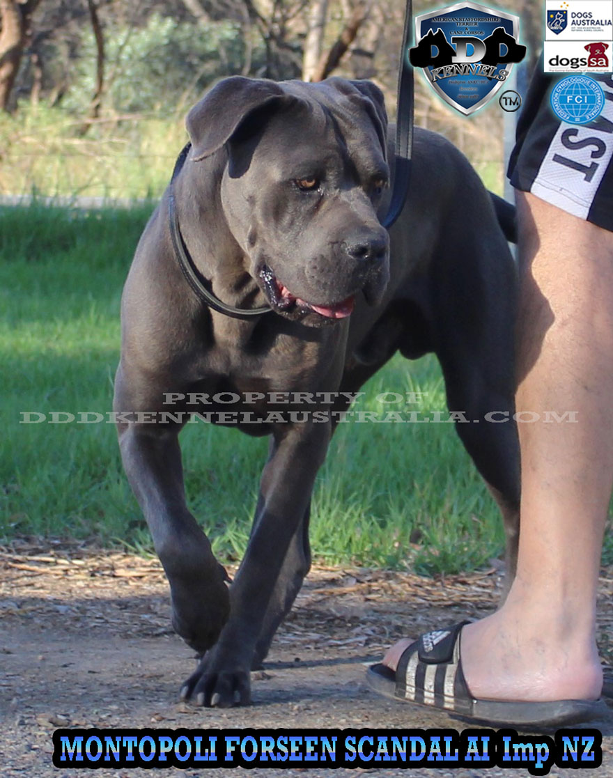 MONTOPOLI FORSEEN SKANDAL (IMP NZ)