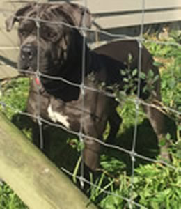 MONTOPOLI RHEASILVIA