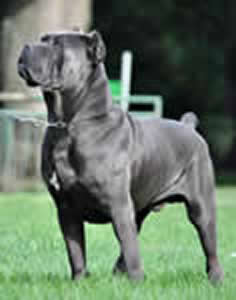 ETAN DELL 'ANTICO CERBERUS