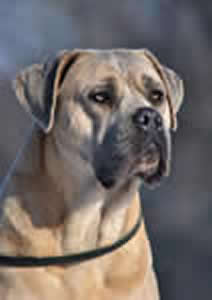 PRINCIPESSA DELL 'ANTICO CERBERUS